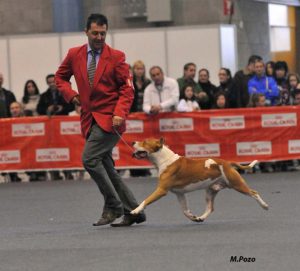 Der Hund fliegt durch den Ring, für den Amstaff ist diese Art der bewegung nicht richtig