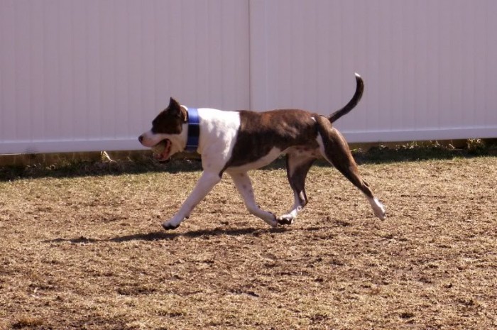 Der Hund in der Bewegung
