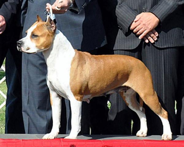 National Speciality 2009 Blue Bell