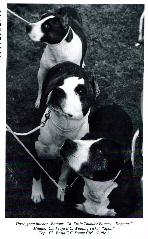 Fraja Linie, Amstaff Kopf