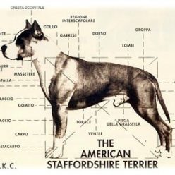 American Staffordshire Terrier